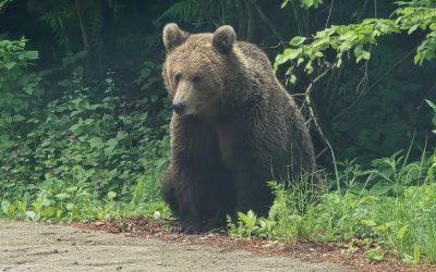 RoAlert în vacanță, nu este tocmai de dorit