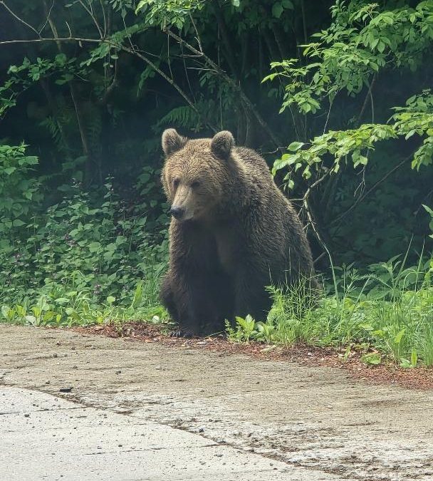 RoAlert în vacanță, nu este tocmai de dorit